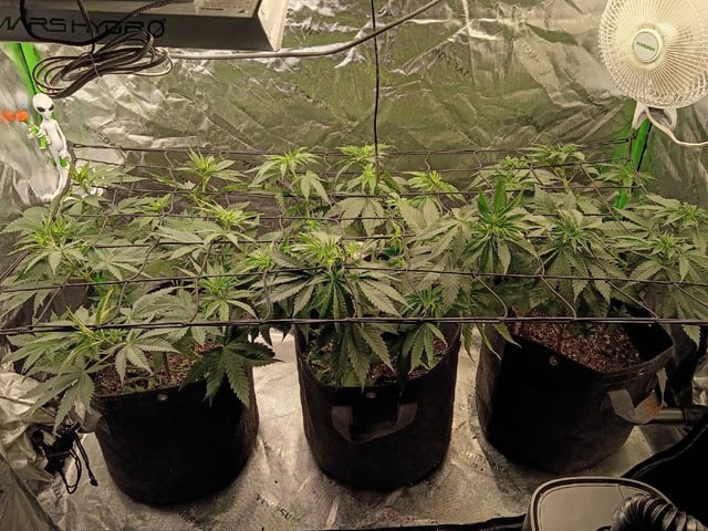 First Grow — vegetative, day 45