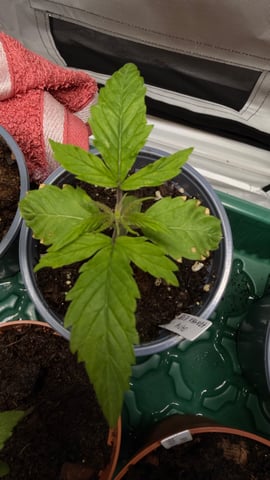 Test Grow