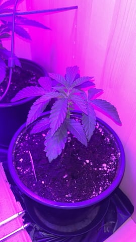 white runtz first grow  — vegetative, day 7