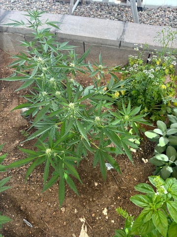 3 seeds  — flower, day 58