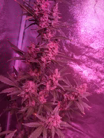 gorilla — auto, day 33