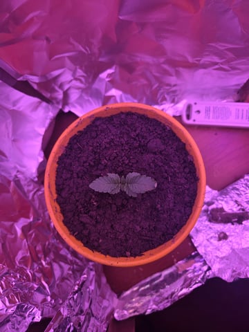 First Grow — grow_setup, day 1