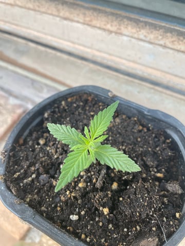 Haze X Cinderella 99