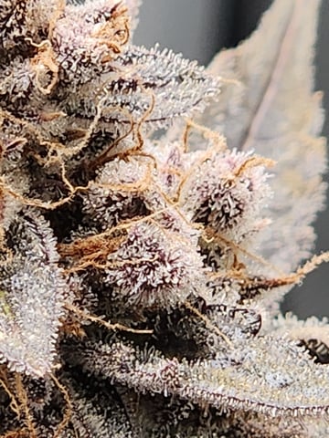 Another round of Mephisto Genetics from Schoolyard Crush and Do-si-delirium drops. — flower, day 94