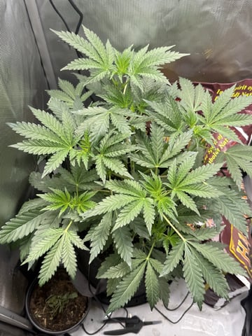 Random Seed — vegetative, day 35