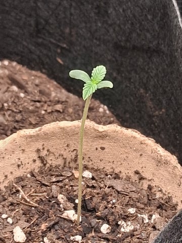 First Indoor Grow  — seedling_rooting, day 9