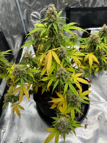 First Grow — harvest, day 81