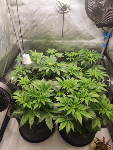 Mephisto's Flava Flav (Grape Crush x Guava Fig) — flower, day 41