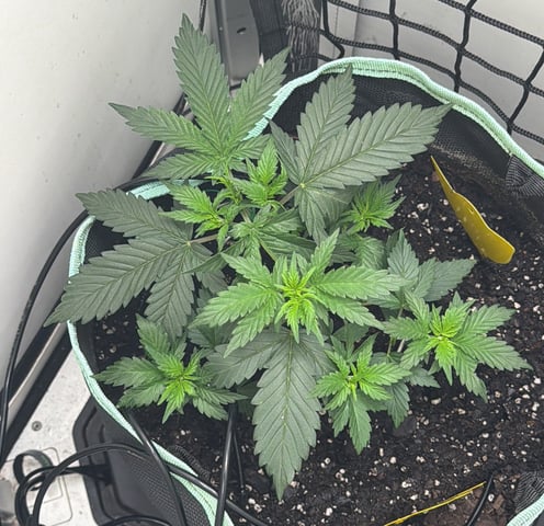 Indoor & Outdoor Grow 6 — vegetative, day 18