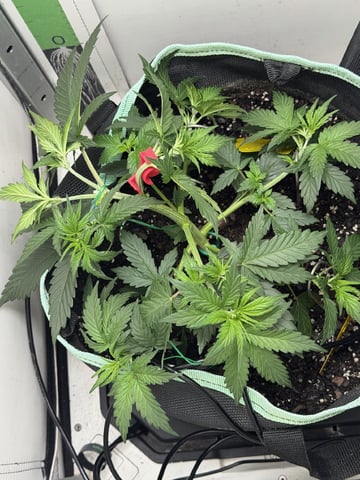 Indoor & Outdoor Grow 6 — vegetative, day 21