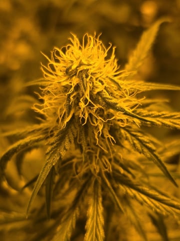 3rd Auto Grow — flower, day 68