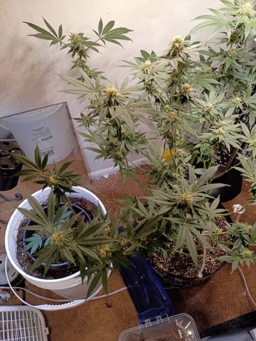 Poor Ivory — flower, day 148