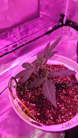 first grow adventure  — vegetative, day 21