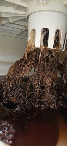 Vivosun Seed tent — vegetative, day 33