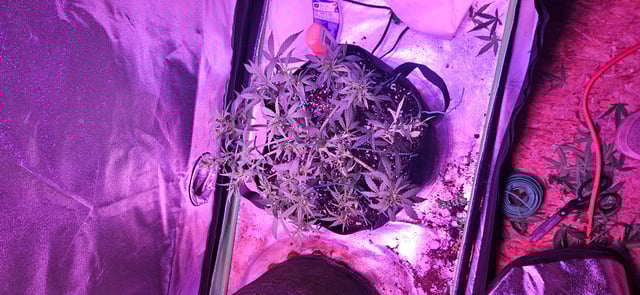 blue dream first grow  — seedling_rooting, day 38