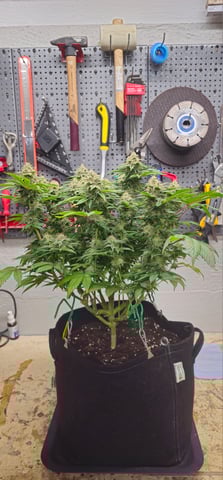 Cookies Usa — flower, day 103