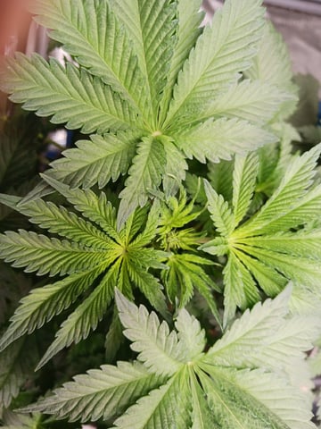 9lbhammer feminized  — flower, day 32