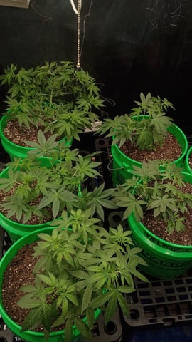 Third Grow