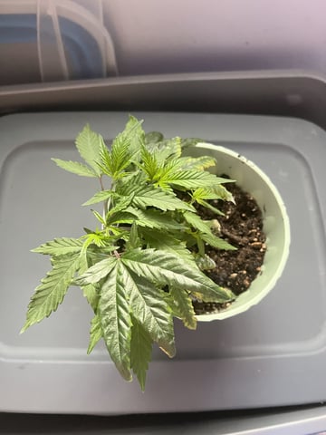 Banjo Clones — vegetative, day 61