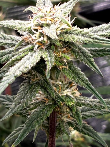 Blueberry critical kush x purple peyote wifi  and one L.a kush cake . — flower, day 59