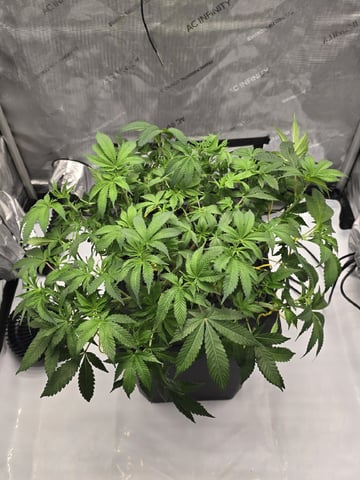 Barney's Farm - Cherry Popper — flower, day 59
