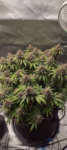 Purple Haze  — flower, day 54