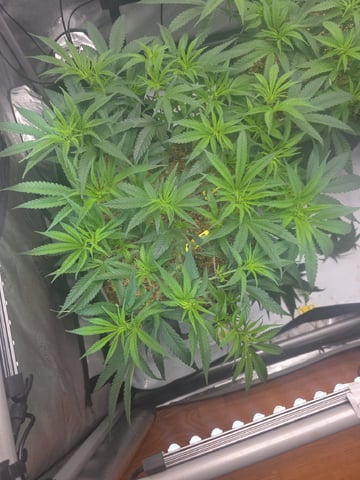 lilac diesel Rbx2 — flower, day 65