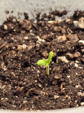 First grow — germination, day 4
