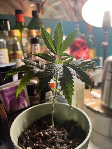 Banjo Clones — vegetative, day 51
