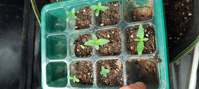 First Grow with the new setup  — seedling_rooting, day 6