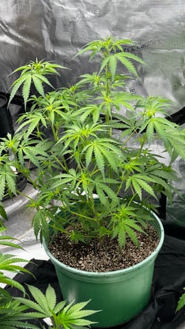 Rippleys OG Auto (Mephisto Genetics) 1st Attempt at Autos — vegetative, day 45