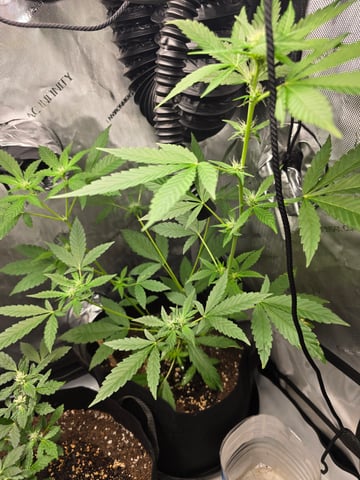 Durban Poison — vegetative, day 54
