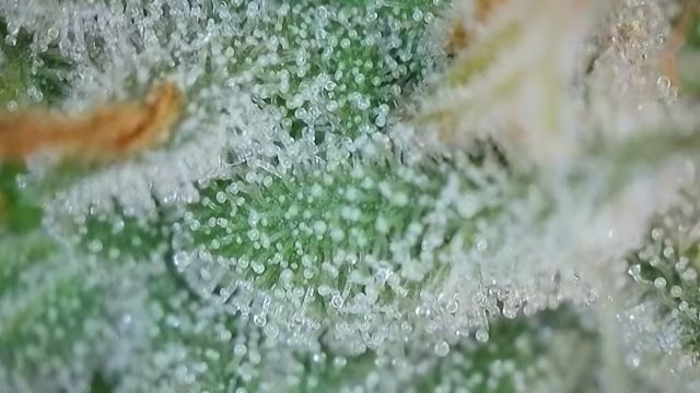 Princess Piper — flower, day 11