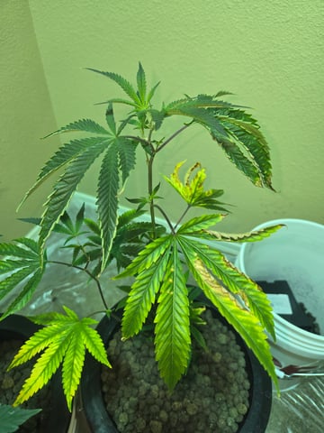 first time closet phx az — vegetative, day 4