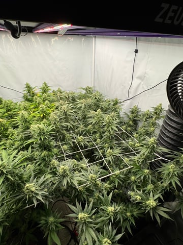 Permanent Marker, Gary Payton — flower, day 39