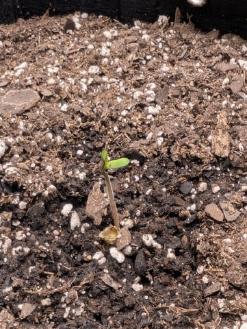 Zkittlez (Auto) — seedling_rooting, day 5