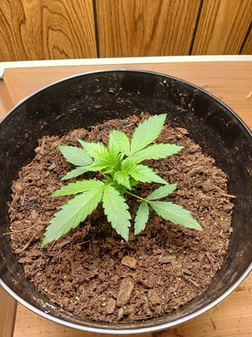 strawberry safari v2 auto fem — seedling_rooting, day 8