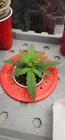 El Chemi Kiwi autoflower  — vegetative, day 9