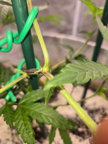 Looking for advice! — vegetative, day 29