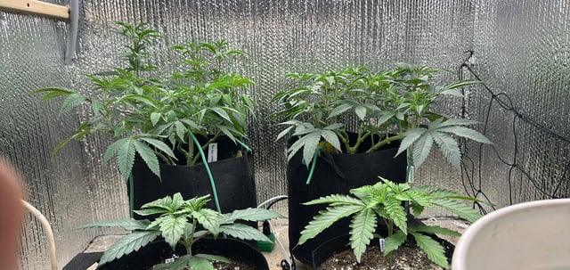 trying some bag seeds — vegetative, day 26