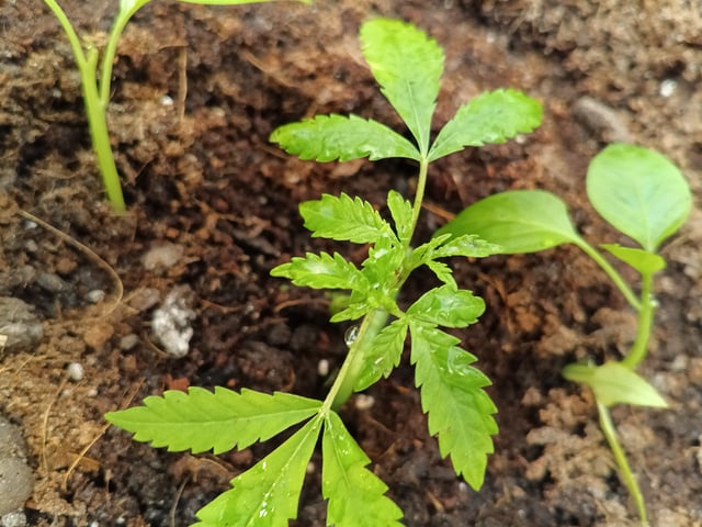 OG KUSH — vegetative, day 55