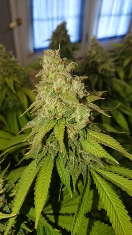 Closet grow  — flower, day 92