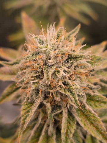 Northern lights #10 (Alaska) — flower, day 78