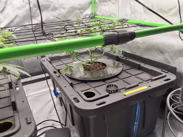 BABY SISTER — flower, day 52