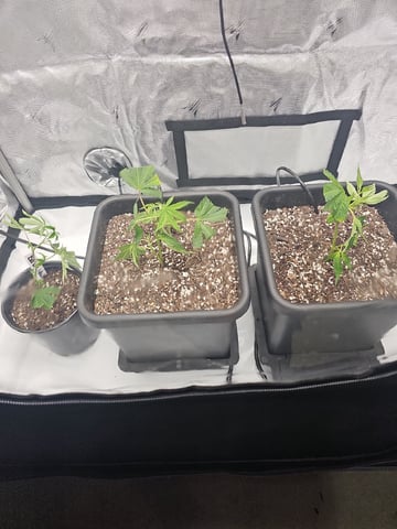 First Grow — vegetative, day 1