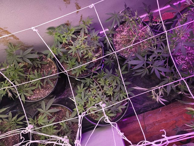 white truffle  — vegetative, day 1