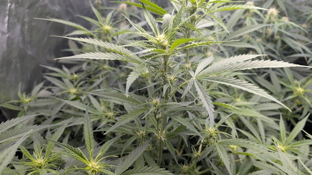 Strawberry Cheesecake Seedsman Seeds Autoflowers x2 — flower, day 55