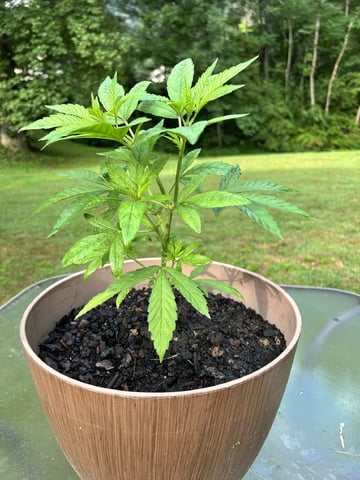 2026 Outdoor — vegetative, day 43