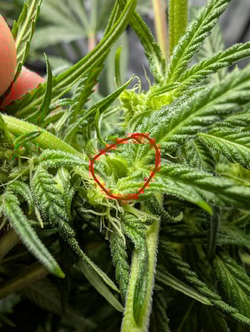 Black African Magic feminization  — flower, day 36