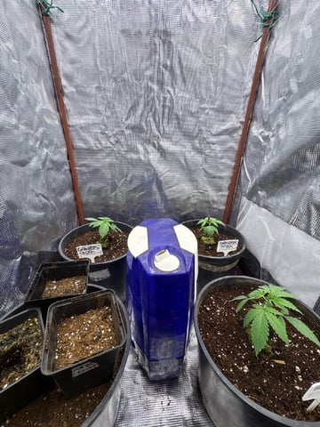 first grow in new 2x2 — vegetative, day 19